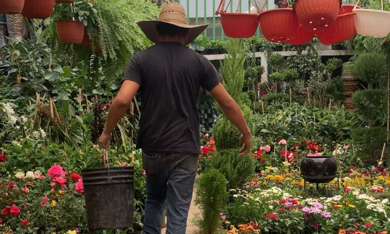Calor extremo en Nuevo León: así puedes proteger tu jardín