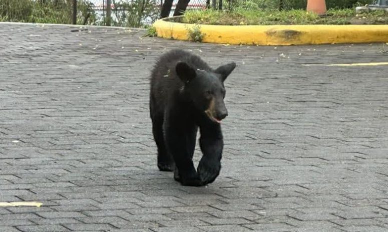 Captan oso en Club Industrial de Monterrey