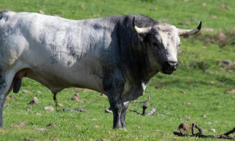 Llaman a defender la fiesta y al toro de lidia