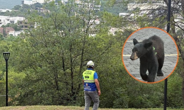 Capturan oso visto en zona urbana de San Pedro; ya fue reubicado