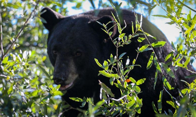 ¿Qué hacer si ves un oso en NL? Advierten sobre errores comunes