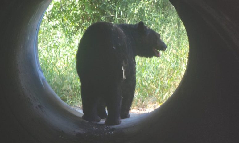 Liberan en su hábitat a oso atendido por gusano barrenador por PVSNL