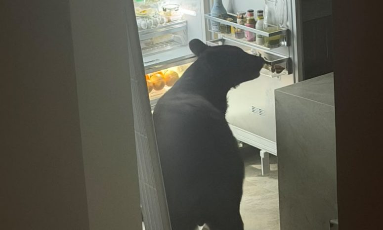 Oso se mete a casa en San Pedro y deja al dueño sin tamales