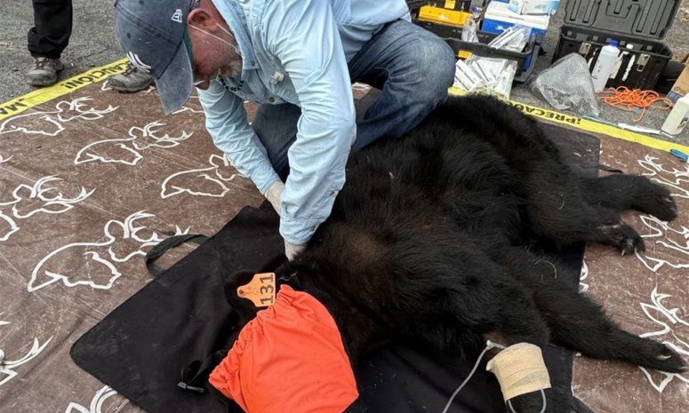 Sigue NL rastreo satelital de osos negros y refuerza conservación de fauna